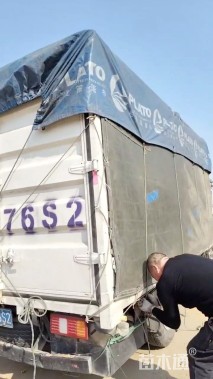 高度150厘米迎春花