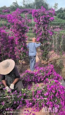 高度100厘米三角梅