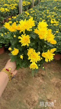 高度15厘米国庆菊