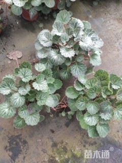 高度10厘米虎耳草