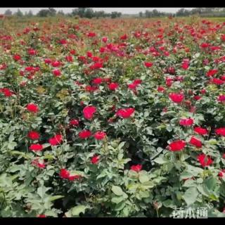 高度50厘米大花月季