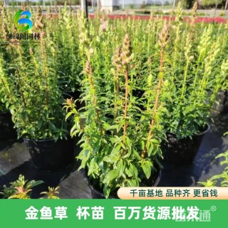 高度35厘米金鱼草