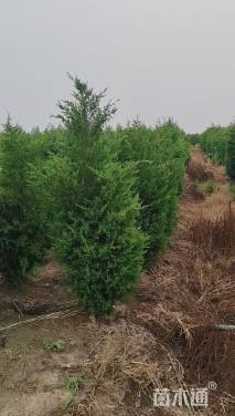 高度250厘米蜀桧