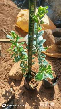 高度25厘米金边大叶黄杨