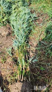 地栽苗孝顺竹