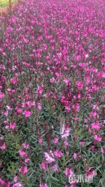 高度20厘米千鸟花