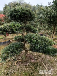 10公分造型罗汉松