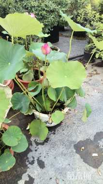 高度45厘米美人蕉