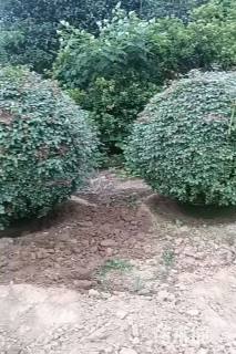 冠幅150厘米月季花球