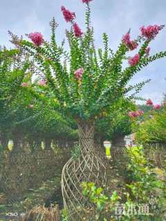 30公分紫薇花瓶