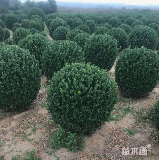 冠幅250厘米大叶黄杨球