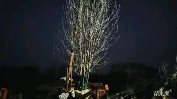 高度1000厘米丛生白蜡