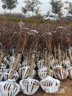 高度260厘米红叶榆叶梅