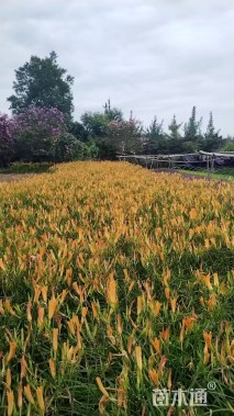 高度25厘米常绿萱草