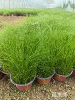 高度25厘米墨西哥羽毛草