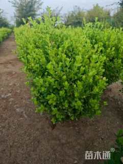 冠幅40厘米瓜子黄杨球