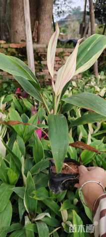 高度30厘米朱蕉