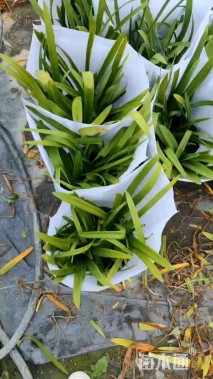 高度30厘米百子莲