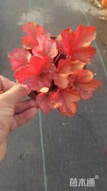 高度10厘米矾根