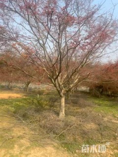 18公分日本红枫