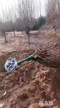 12公分北美海棠