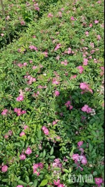 高度30厘米丰花月季小苗