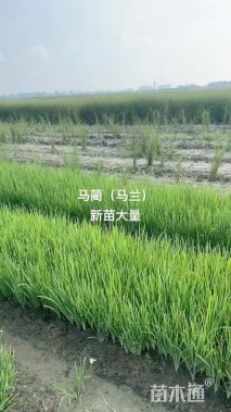 高度50厘米马莲