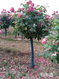 高度150厘米棒棒糖月季