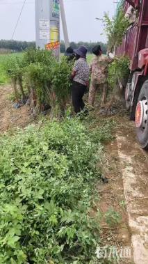 高度60厘米水蜡