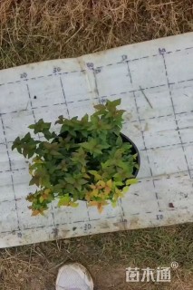 高度15厘米金焰绣线菊