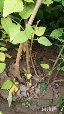 高度130厘米华北连翘