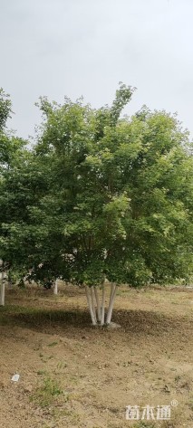 高度600厘米丛生五角枫