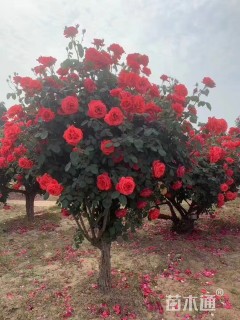 11公分树状月季