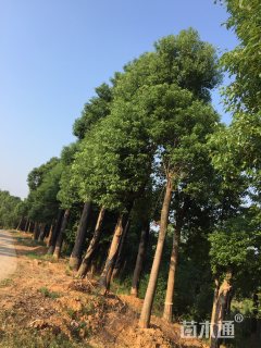 香樟