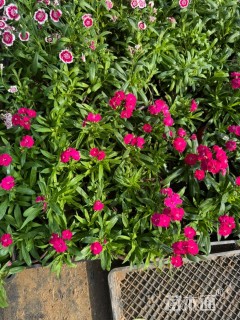 高度10厘米石竹