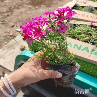 高度16厘米芝樱