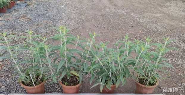 高度20厘米墨西哥鼠尾草