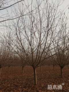 10公分红叶碧桃