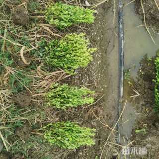 高度40厘米瓜子黄杨