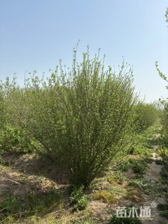 高度200厘米丛生木槿