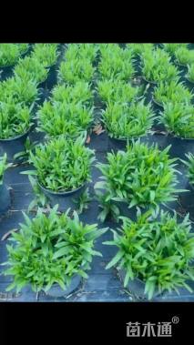 高度30厘米假龙头