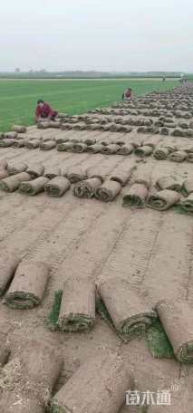 草卷状百慕大草