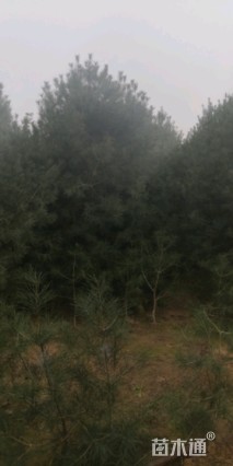 高度400厘米白皮松