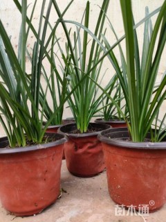 高度20厘米石蒜