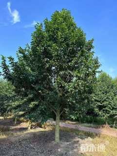 12公分乐昌含笑