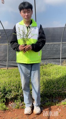 高度15厘米满天星