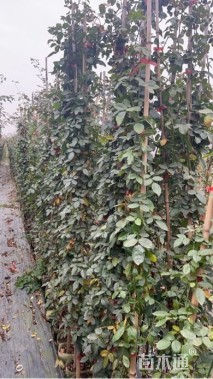 150厘米蔓生月季