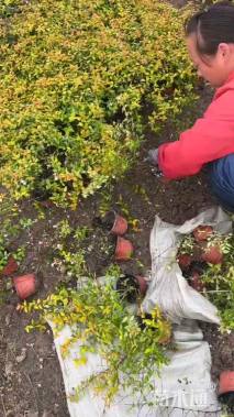 高度60厘米大花六道木