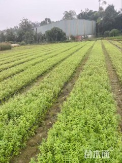 高度15厘米千屈菜