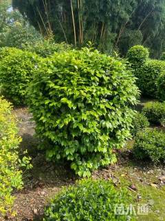 冠幅150厘米茶花球